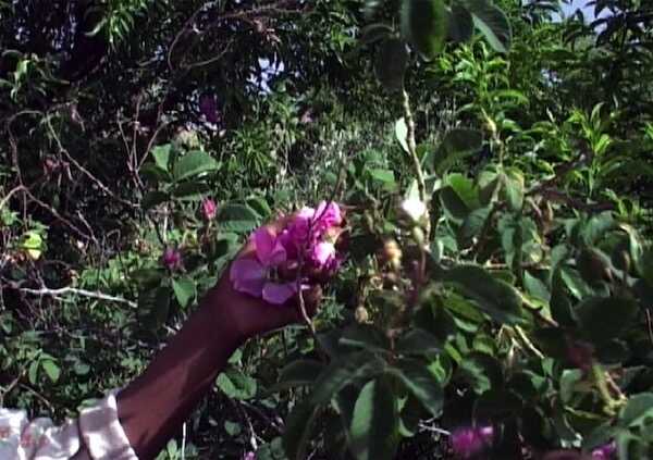 Visuel de Parfum de roses, paroles de femmes