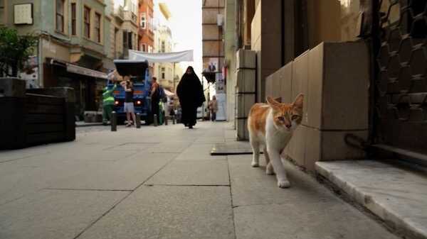 Visuel de Kedi, des chats et des hommes