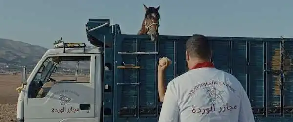 Visuel de Pourquoi as-tu laissé le cheval à sa solitude ?